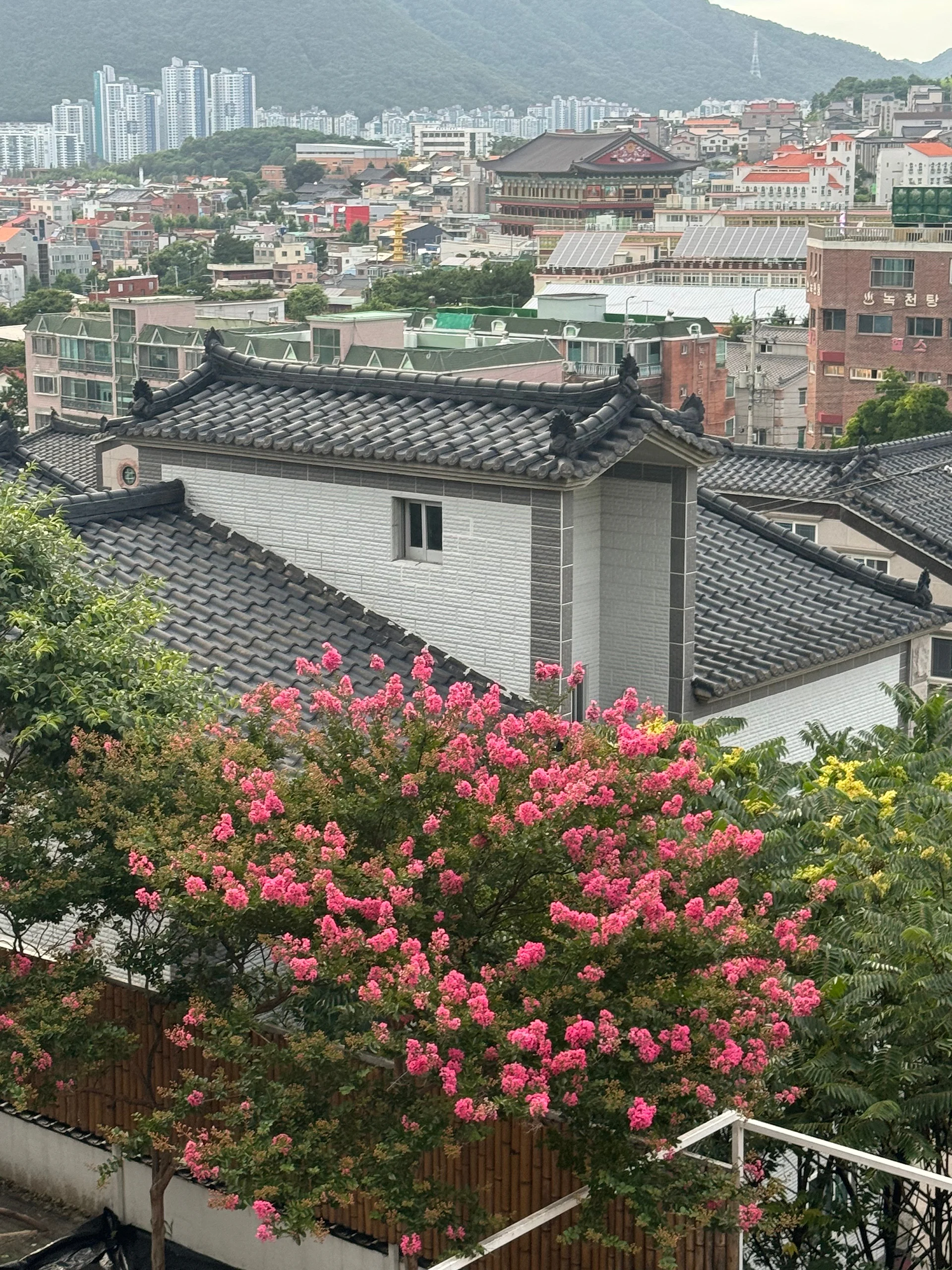 테라스에서 보이는 한옥 지붕과 배롱나무